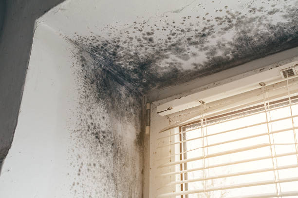 Affordable Black Mold Remediation solutions in Higgins Lake, MI